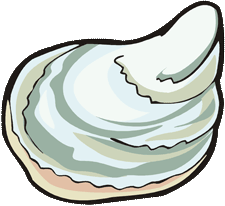 oyster