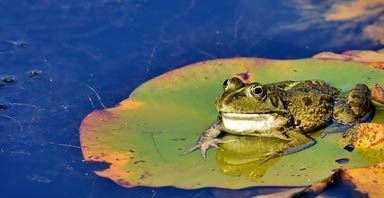 image: There is one frog on the water lily