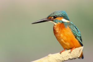 Une image d'un martin-pêcheur