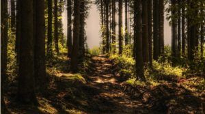 Une image d'un sentier dans une forêt