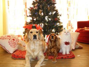 Une image de deux chiens et un chat