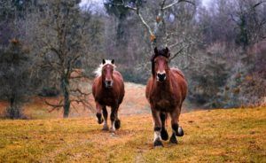 Une image de deux chevaux en particulier- the horses