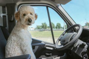 Une image d'un chien qui sait conduire !