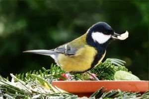 Une image d'une mésange charbonnière qui mange