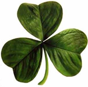 Le fameux shamrock