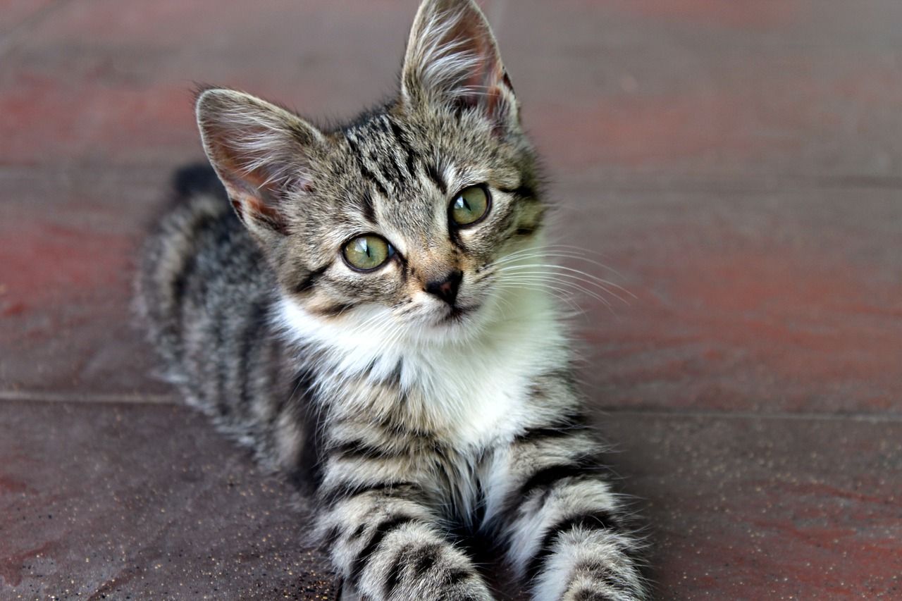 Comment Appeler Un Animal En Anglais Faut Il Dire He Ou It