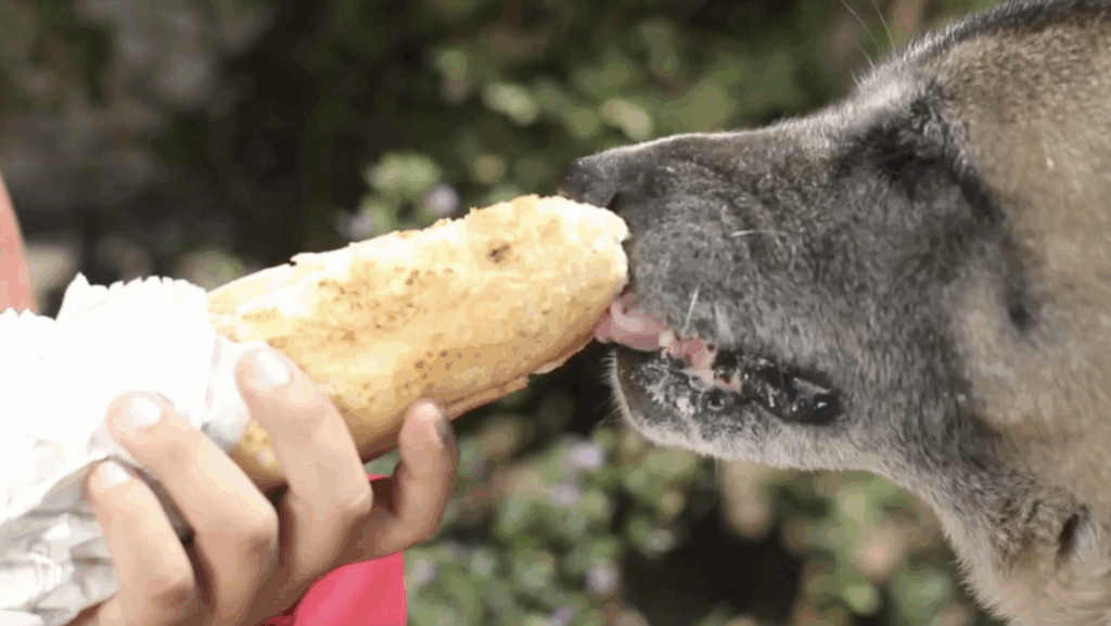 Image d'un chien qui mange un sandwich - There is, there are, there must be, there will be