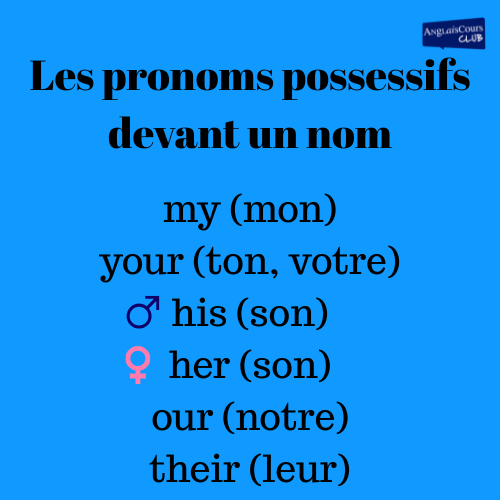 Grammaire anglaise : liste des pronoms possessifs qui se placent devant le nom: my, your, his, her, our, their.