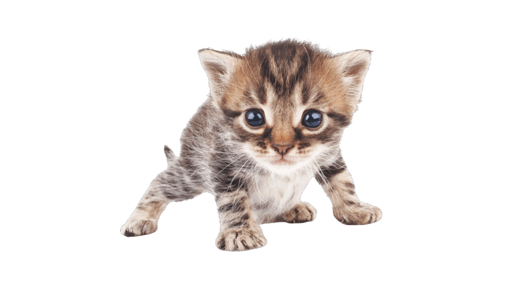 Image d'un petit chaton - SMALL vs. LITTLE en anglais