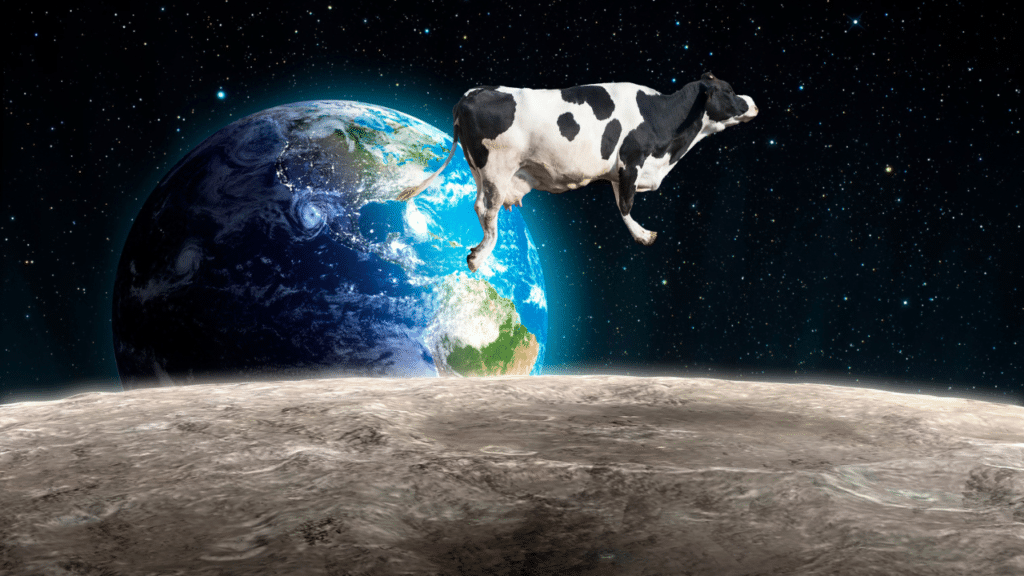 Expressions idiomatiques vs expressions réelles - Image d'une vache sautant par-dessus la lune